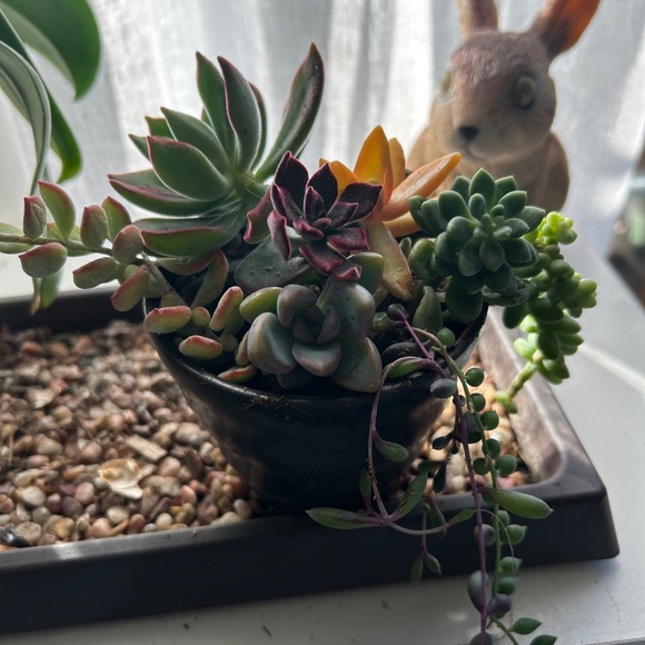 Rare Succulents Cuttings Collection 1 - Picture 4 of 4